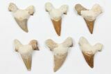Lot - Fossil Otodus Shark Teeth (Restored) - Pieces #96658-1